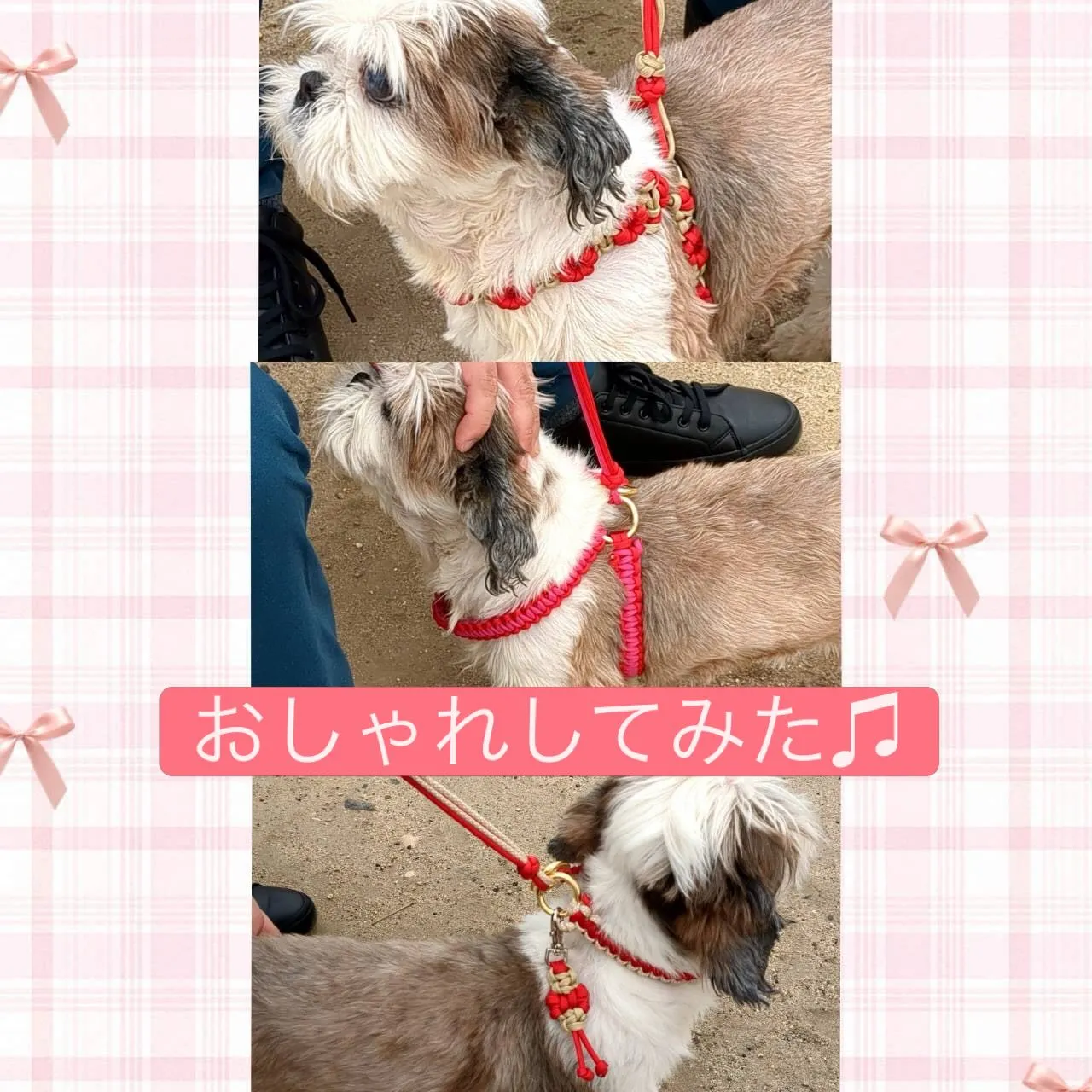 【❤️レッド系ハーネス&ハーフチョーク❤️】