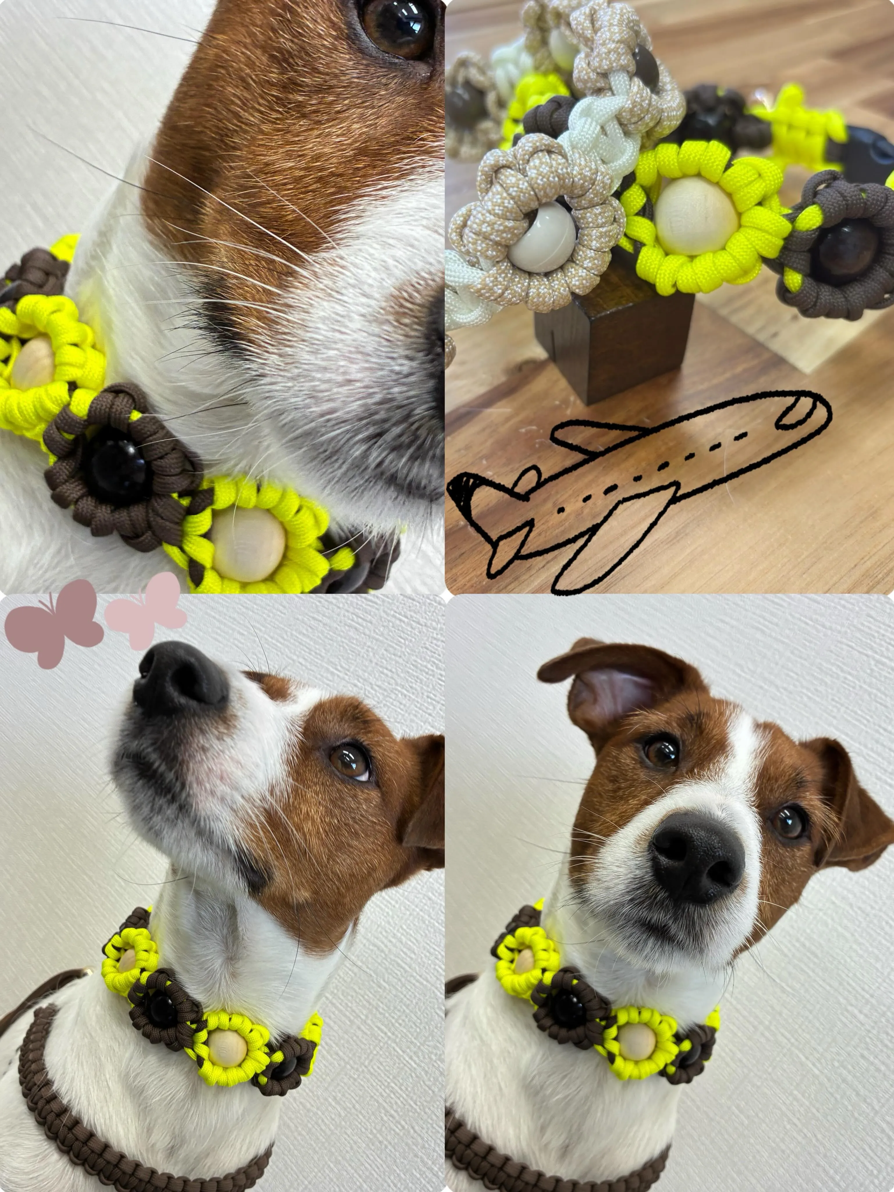 『遊びに来てくれたよ!🌻』