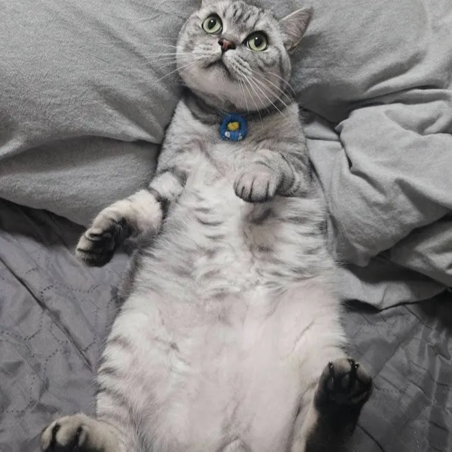 『お試し🐈』