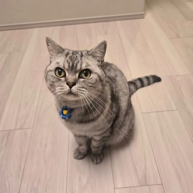 『お試し🐈』